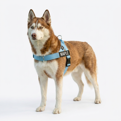 No-Pull Harness