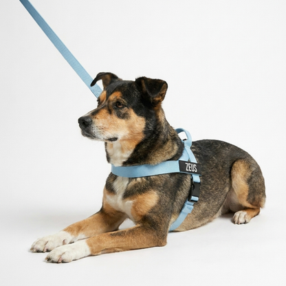 No-Pull Harness