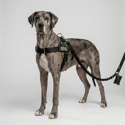 No-Pull Harness
