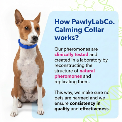 Pawly Collar [FREE TRIAL]
