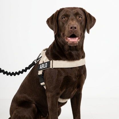 No-Pull Harness