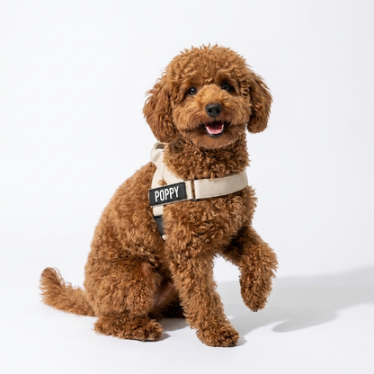 No-Pull Harness